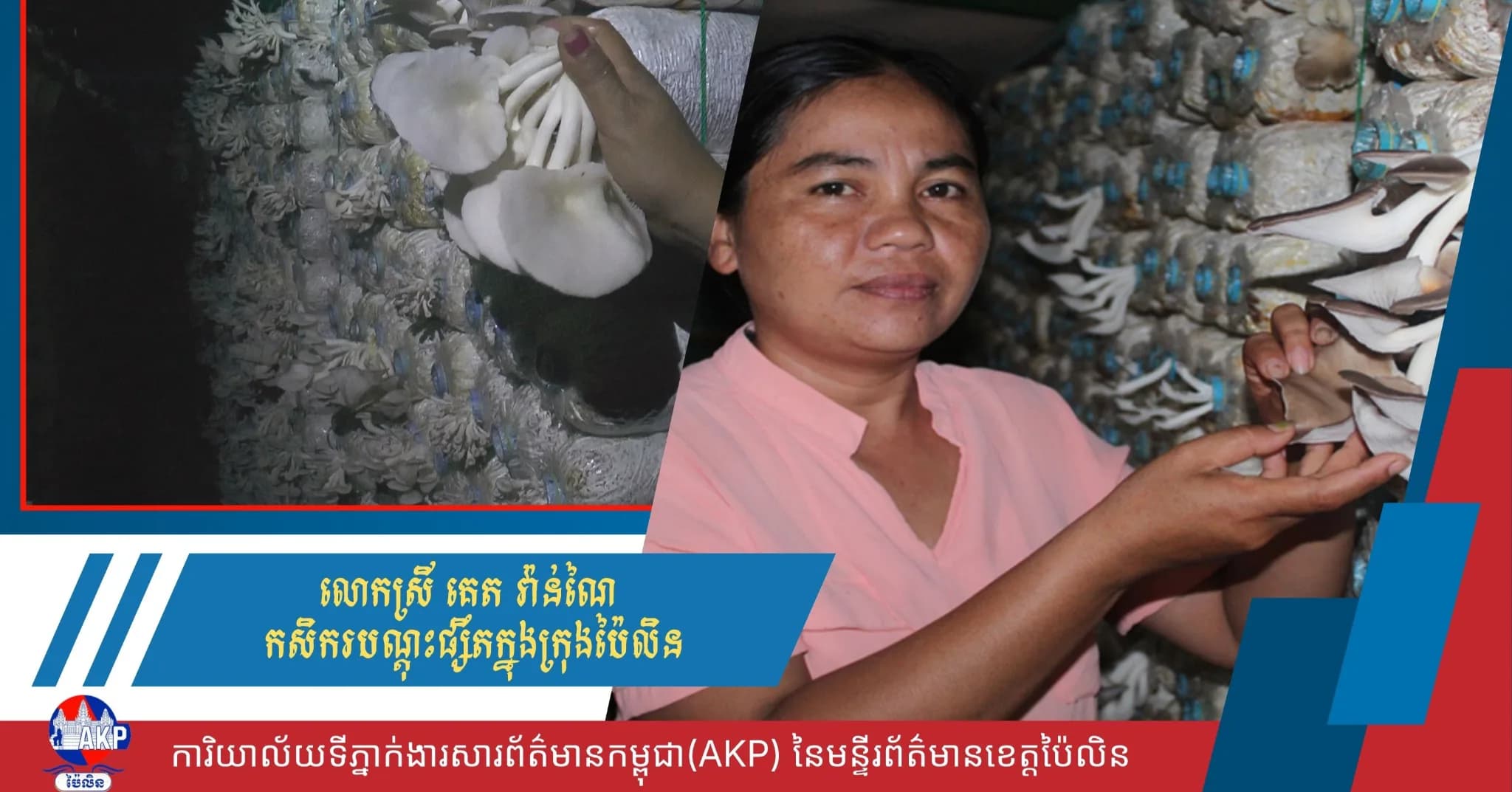 កសិករបណ្តុះផ្សឹតនៅក្នុងខេត្តប៉ៃលិនរីករាយចំពោះចំណូលពីការងារបណ្តុះផ្សឹតរបស់ខ្លួន