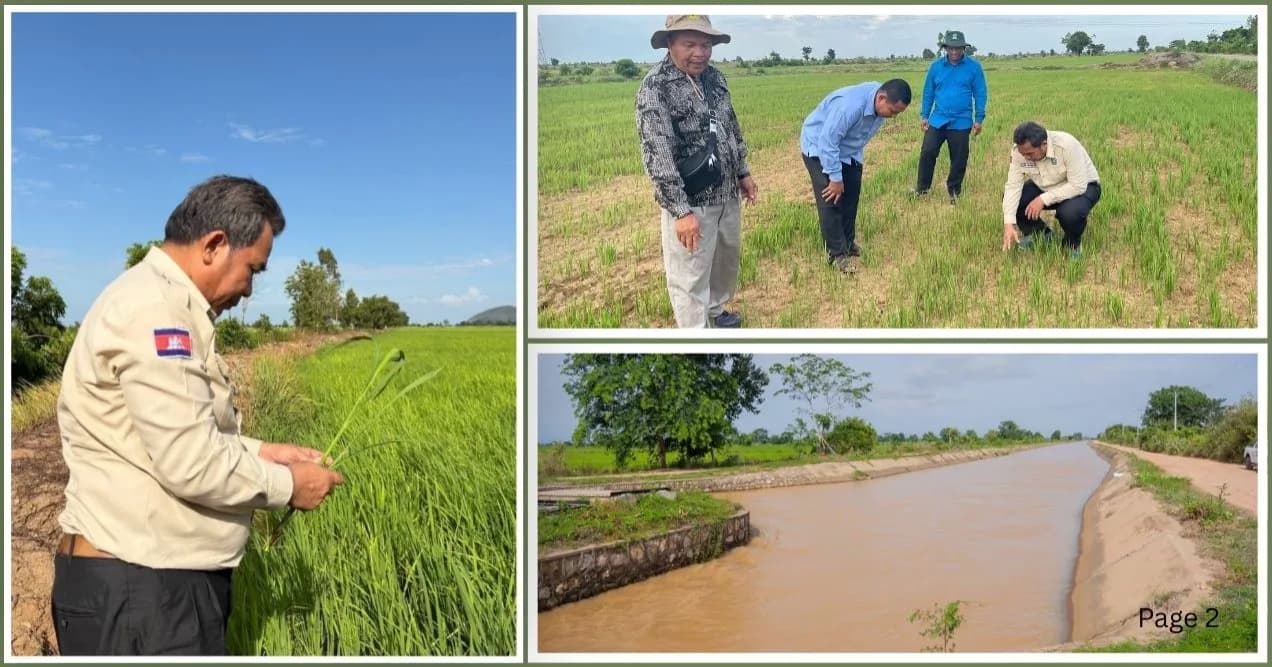 លទ្ធផលនៃការបង្កើនផលស្រូវរដូវវស្សានៅខេត្តបាត់ដំបង មានការថយចុះដោយសារឥទ្ធិពល El Nino បង្កភាពរាំងស្ងួត