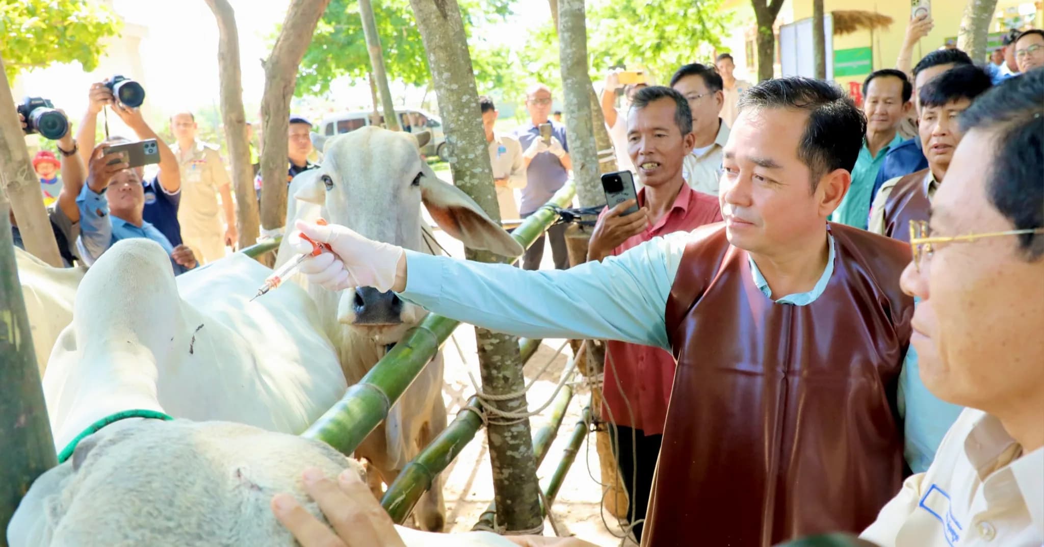 អភិបាលខេត្តកំពង់ចាម អំពាវនាវឱ្យប្រជាកសិករនាំយកគោក្របីមកចាក់វ៉ាក់សាំងការពារជំងឺឆ្លង ដោយឥតគិតថ្លៃ